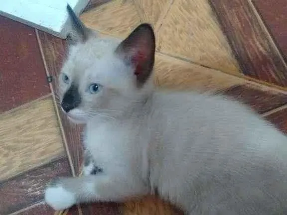 Gato ra a  idade Abaixo de 2 meses nome sem nome