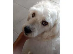 Cachorro raça Não tem raça idade 6 ou mais anos nome Pingo