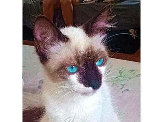 Gato ra a Viralata idade 2 a 6 meses nome Alecrim