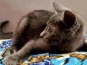 Gato ra a felino idade 2 a 6 meses nome Cinzento