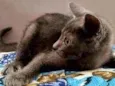 Cinzento