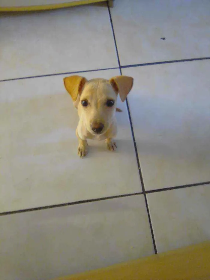 Cachorro raça SRD idade 2 a 6 meses nome Sem nome