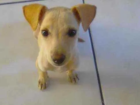 Cachorro raça SRD idade 2 a 6 meses nome Sem nome
