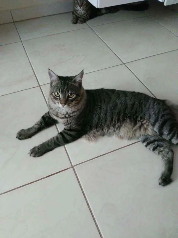 Gato ra a Indefinido idade 1 ano nome Tortuga