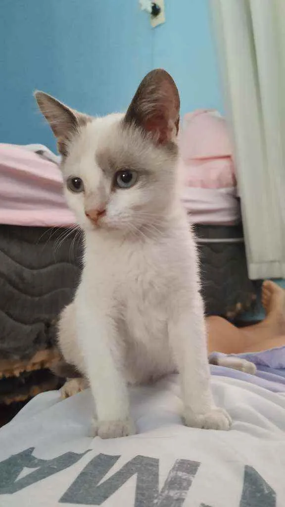 Gato raça  idade 2 a 6 meses nome Siberian