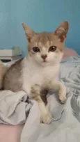 Tigrinho