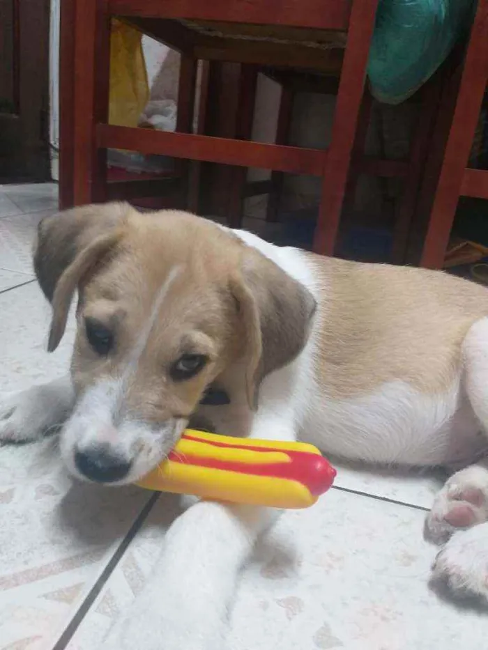 Cachorro raça SRD idade 2 a 6 meses nome Olavo