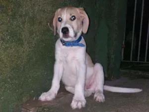 Cachorro raça SRD idade 2 a 6 meses nome Olavo