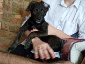 Cachorro raça SRD idade 2 a 6 meses nome Nina