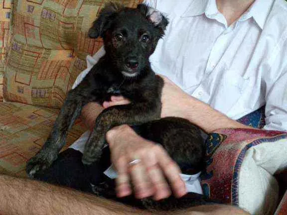 Cachorro raça SRD idade 2 a 6 meses nome Nina