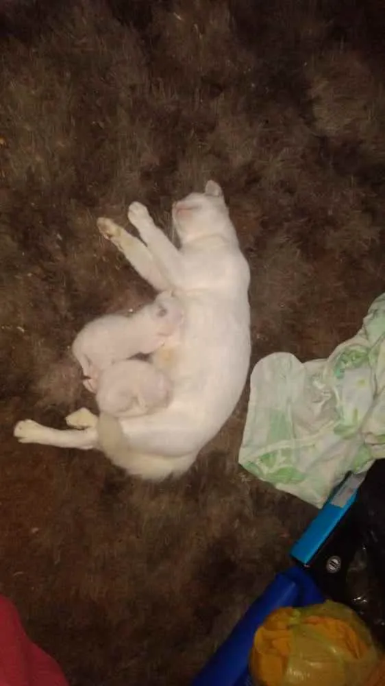 Gato raça Srd idade Abaixo de 2 meses nome Neve e seus filhos