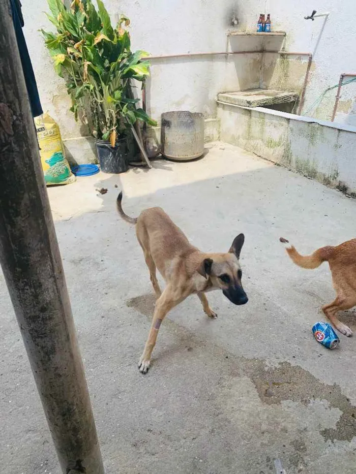 Cachorro ra a Vira lata idade 7 a 11 meses nome Tita