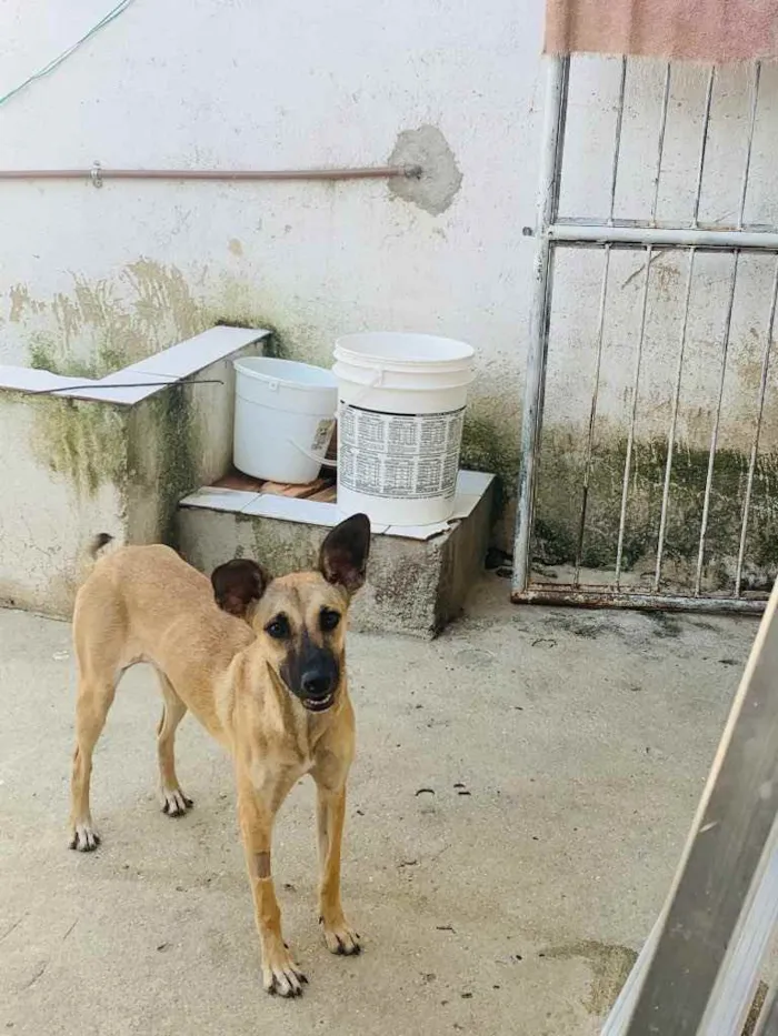 Cachorro ra a Vira lata idade 7 a 11 meses nome Tita