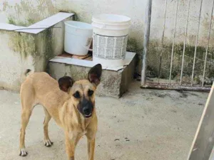 Cachorro raça Vira lata idade 7 a 11 meses nome Tita