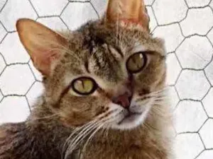 Gato raça Srd  idade 2 anos nome Ruivo lindo e fofo