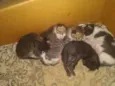 gatos