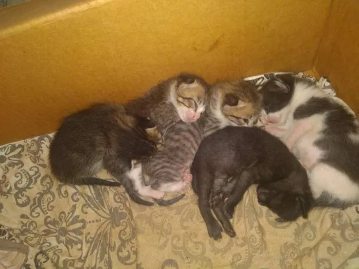Gato raça vira lata idade Abaixo de 2 meses nome gatos