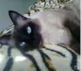 Gato raça Srd  idade 2 anos nome Gatinha linda 