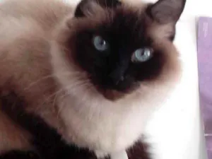 Gato raça Srd  idade 2 anos nome Gatinha linda 