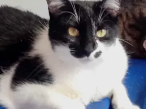 Gato raça Srd  idade 1 ano nome Sarah Linda e fofa