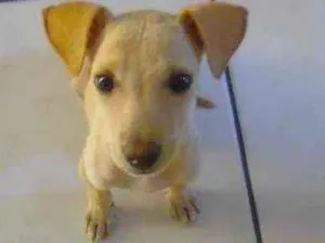 Cachorro raça SRD idade 2 a 6 meses nome Sem nome