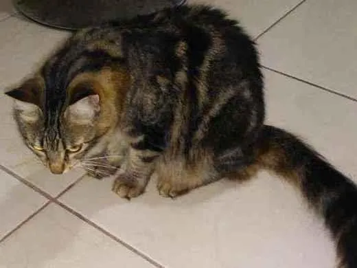 Gato ra a Indefinido idade 7 a 11 meses nome Bixitãozinho