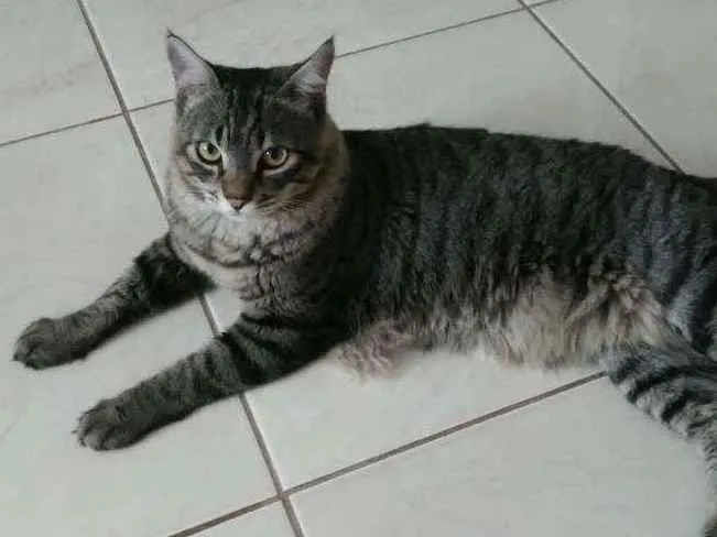 Gato ra a Indefinido idade 1 ano nome Tortuga