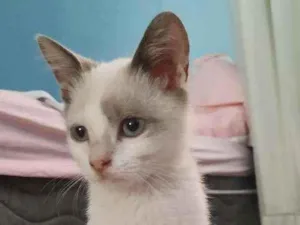 Gato raça  idade 2 a 6 meses nome Siberian