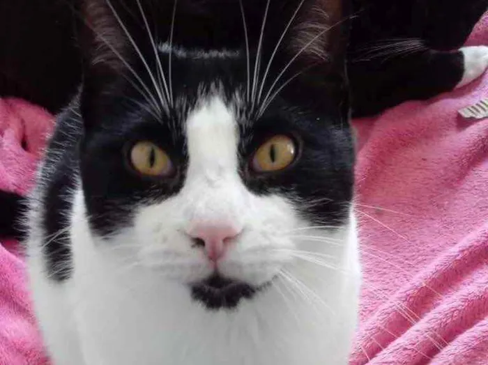 Gato raça Srd idade 1 ano nome Pitoco lindo fofo 