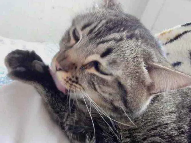 Gato raça Srd  idade 3 anos nome Raja linda e fofa 