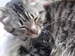 Gato raça Srd  idade 3 anos nome Raja linda e fofa 