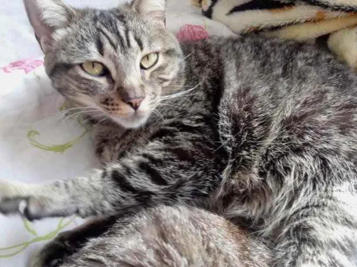 Gato raça Srd  idade 3 anos nome Raja linda e fofa 