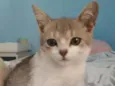 Tigrinho