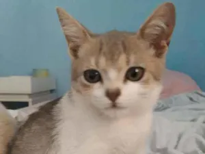 Gato raça  idade 2 a 6 meses nome Tigrinho