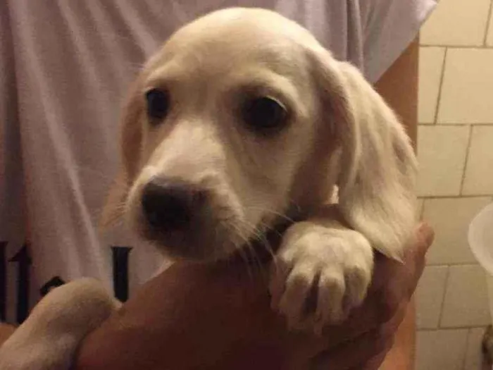 Cachorro raça SRD idade 2 a 6 meses nome Floco