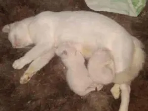 Gato raça Srd idade Abaixo de 2 meses nome Neve e seus filhos