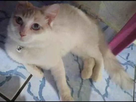 Gato raça Srd idade 2 anos nome Samy