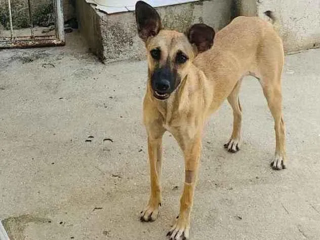 Cachorro ra a Vira lata idade 7 a 11 meses nome Tita