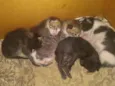 gatos