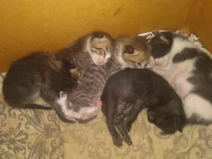 Gato raça vira lata idade Abaixo de 2 meses nome gatos