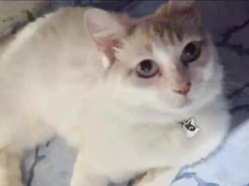 Gato raça Srd  idade 2 anos nome Samy linda fofa 