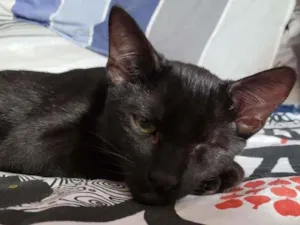 Gato raça SRD-ViraLata idade 2 a 6 meses nome Piratinha
