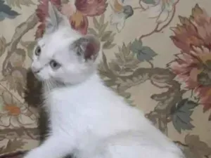 Gato raça SRD-ViraLata idade 2 a 6 meses nome Gata Maravilha