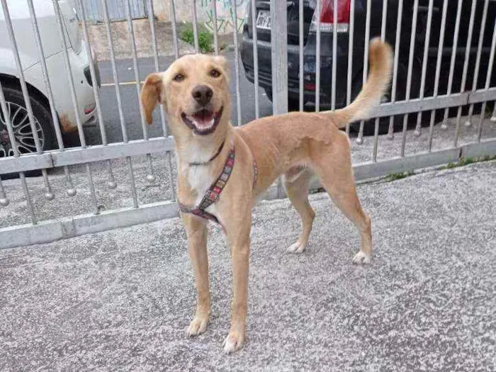 Cachorro raça SRD idade 7 a 11 meses nome Amarelo