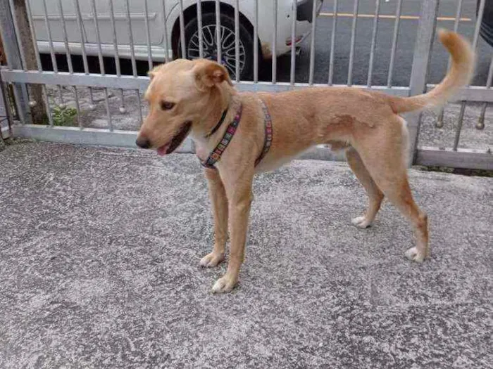 Cachorro raça SRD idade 7 a 11 meses nome Amarelo