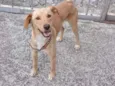 Cachorro raça SRD idade 7 a 11 meses nome Amarelo