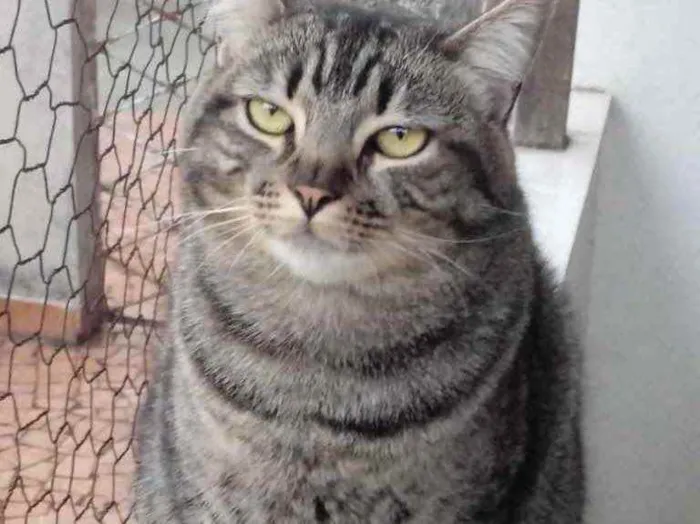 Gato raça Srd idade 1 ano nome Tom gorducho lindo 