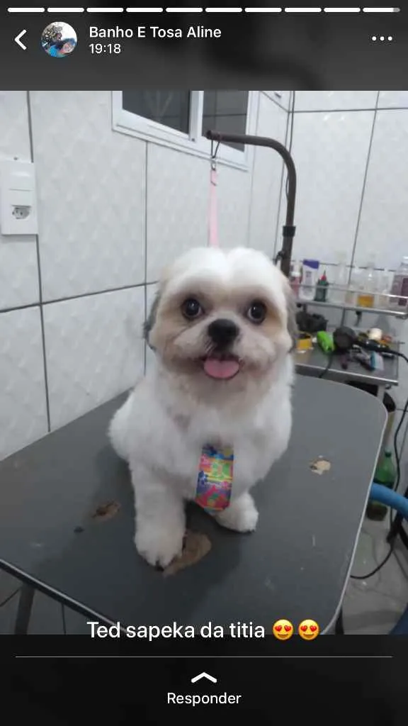 Cachorro ra a Shi-tzu idade 3 anos nome Ted