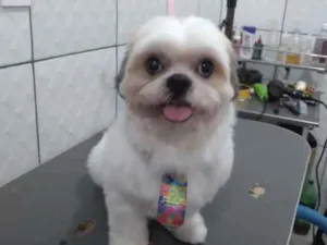 Cachorro raça Shi-tzu idade 3 anos nome Ted