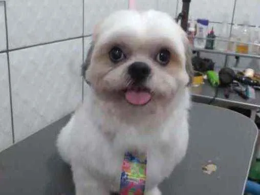 Cachorro ra a Shi-tzu idade 3 anos nome Ted